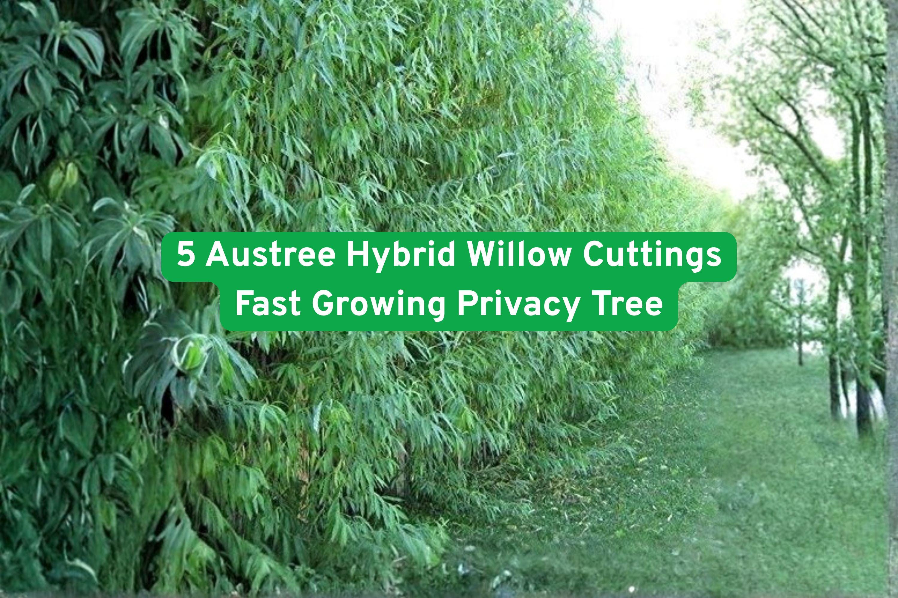 5 Austree Hybrid Willow Cuttings Fast Growing Privacy Tree - Etsy