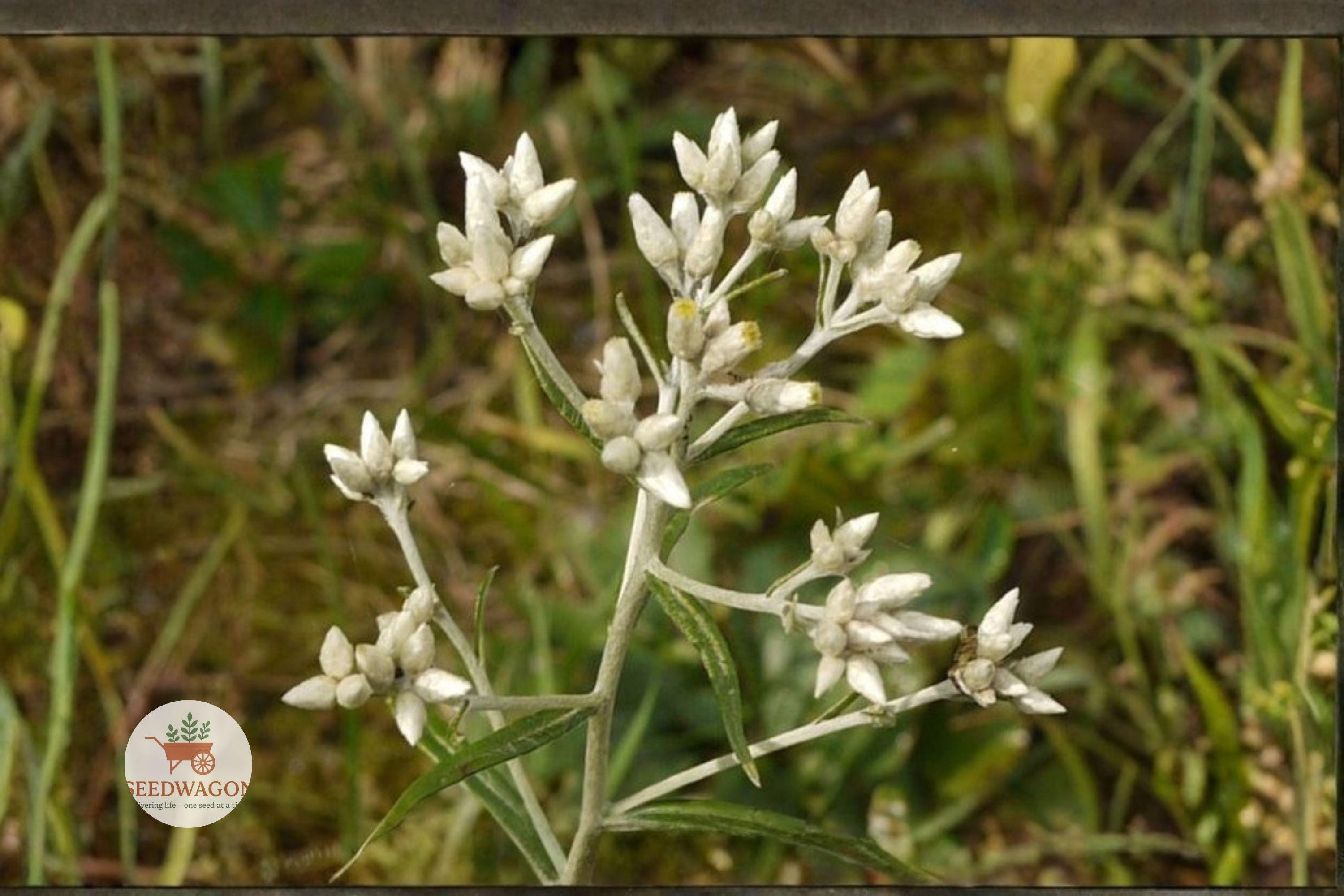 Pseudognaphalium Obtusifolium
