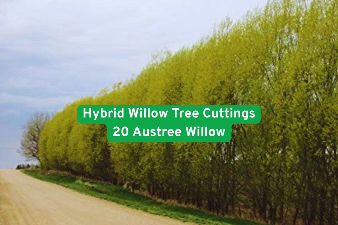 20 Austree Willow Cuttings, Fast Growing Privacy Hedge, Live Shade ...