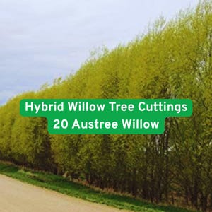 May include: A roadside view of a row of lush, green willow trees under a cloudy sky. A green banner displays the text "Hybrid Willow Tree Cuttings 20 Austree Willow". A dirt road leads into the distance.