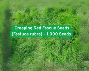 Creeping Red Fescue Seeds: Perennial Lawn & Ground Cover - Easy Grow (1,000 Seeds)