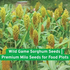 May include: A field of sorghum plants with green leaves and seed heads. The seed heads are a mix of yellow and brown. Text on a green banner reads "Wild Game Sorghum Seeds | Premium Milo Seeds for Food Plots."
