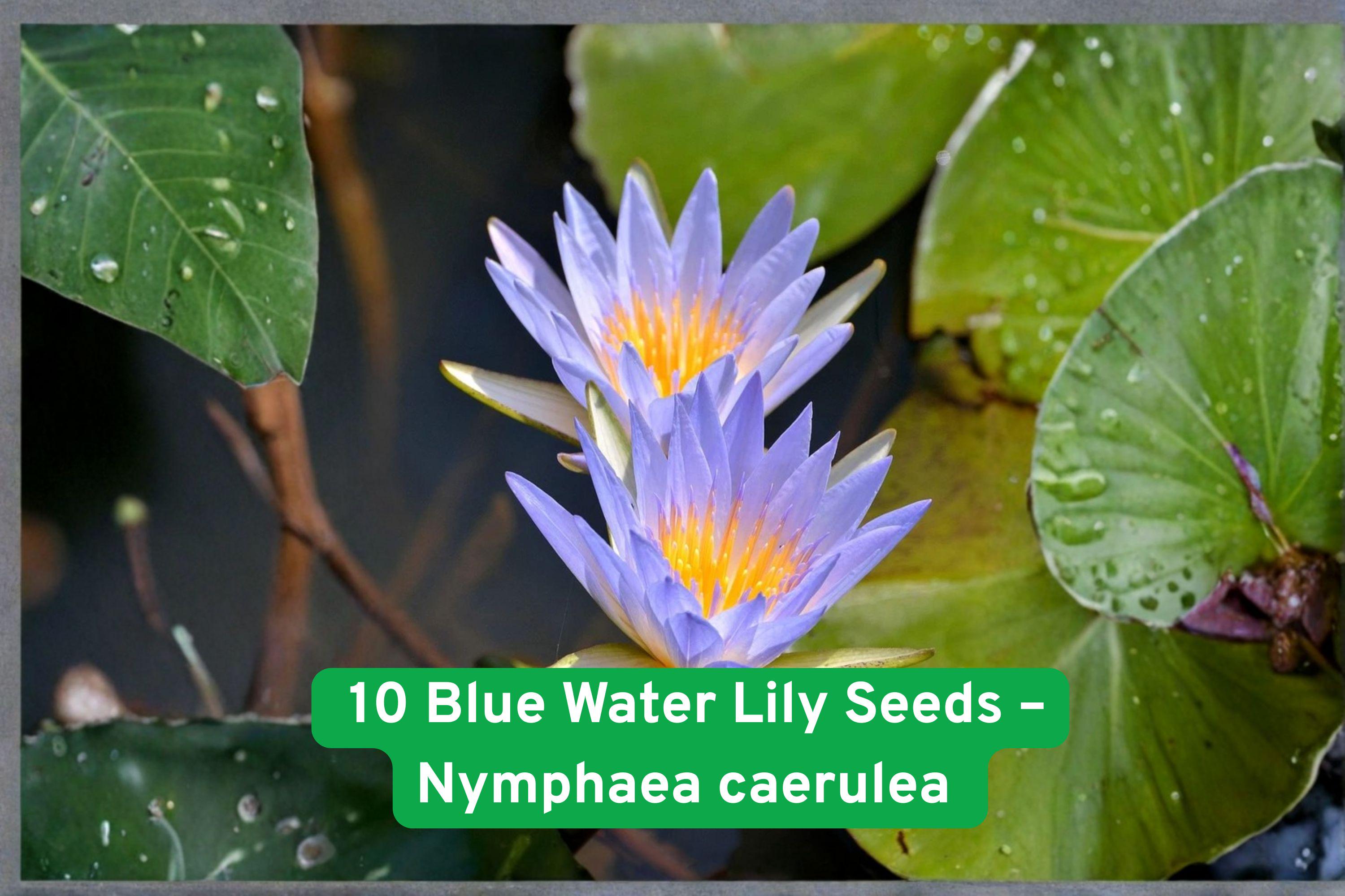 10 Blue Water Lily Seeds: Exotic Sacred Lotus Pond Plant - Etsy