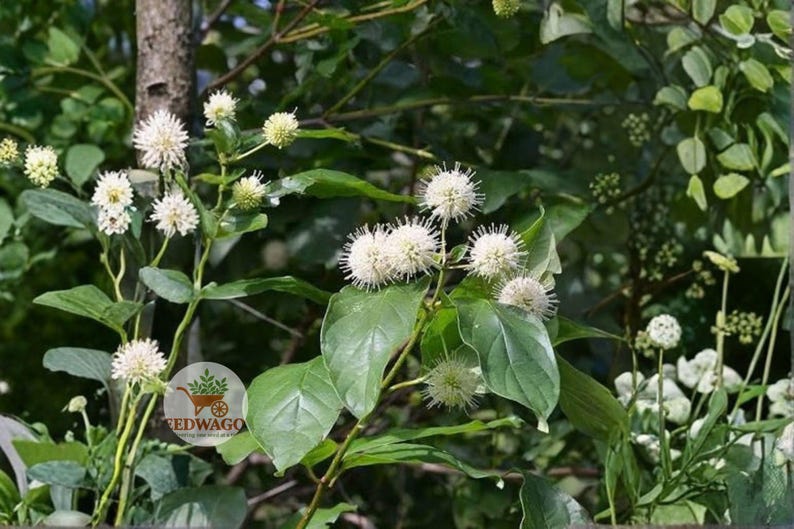 Buttonbush Seeds 100 | Cephalanthus Occidentalis | Native Wetland Shrub ...