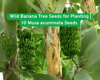 Musa acuminata Seeds: Wild Banana Tree - Tropical Ornamental Plant
