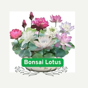 Dwarf Bonsai Lotus Seeds: Miniature Water Lily - 10-Pack