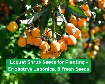 May include: Close-up of loquat fruit on a tree branch. The fruit is a vibrant orange color, with a slightly oval shape. The image also includes green leaves and the text "Loquat Shrub Seeds for Planting - Eriobotrya Japonica, 5 Fresh Seeds."