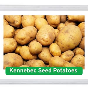 May include: A close-up of a pile of Kennebec seed potatoes. The potatoes are light brown with a slightly rough texture. The image has a green banner at the bottom with the text "Kennebec Seed Potatoes".