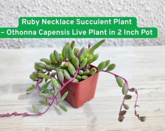 Ruby Necklace Succulent Plant – Othonna Capensis Live Plant in 2 Inch Pot