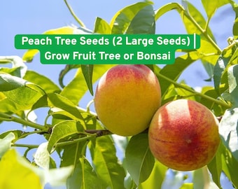 Peach Tree Seeds: Heirloom Non-GMO, Grow Fruit or Bonsai