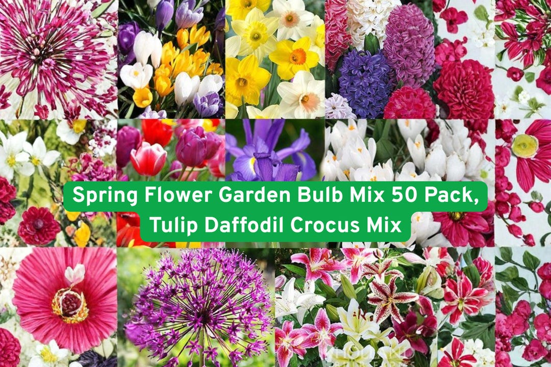 Spring Flower Garden Bulb Mix 50 Pack, Tulip Daffodil Crocus Mix - Etsy