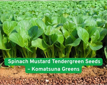 Komatsuna Seeds: Spinach Mustard Tendergreen for Salads & Stir-Fry