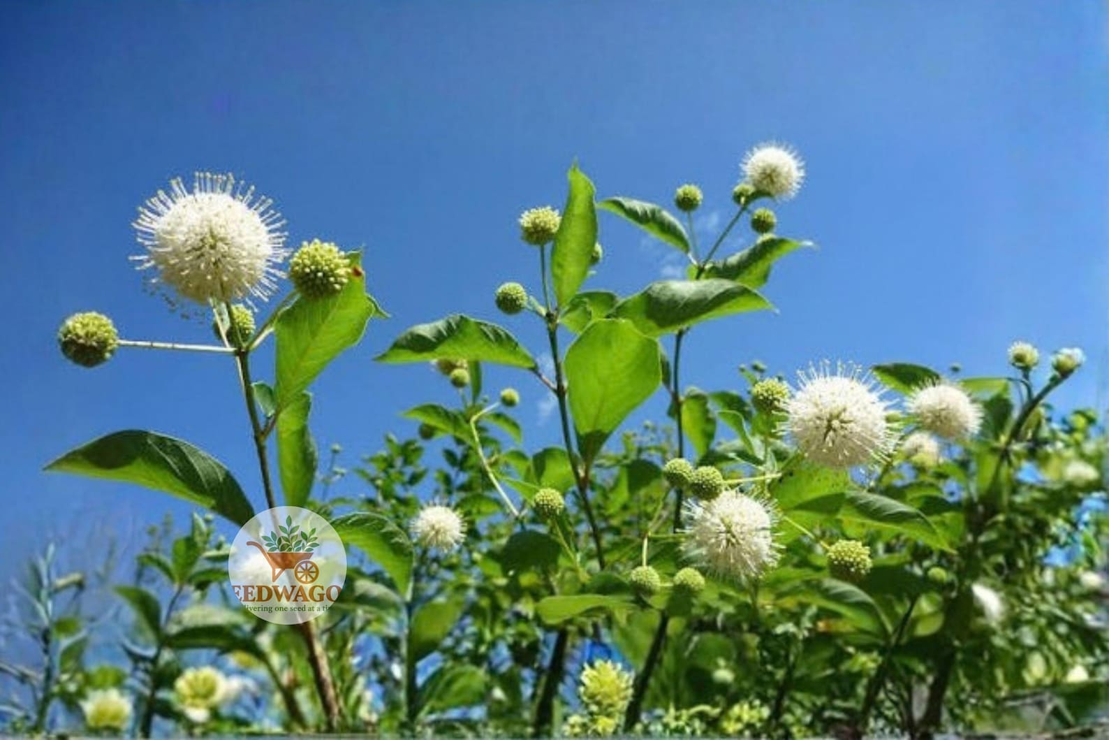 Buttonbush Seeds 100 | Cephalanthus Occidentalis | Native Wetland Shrub ...