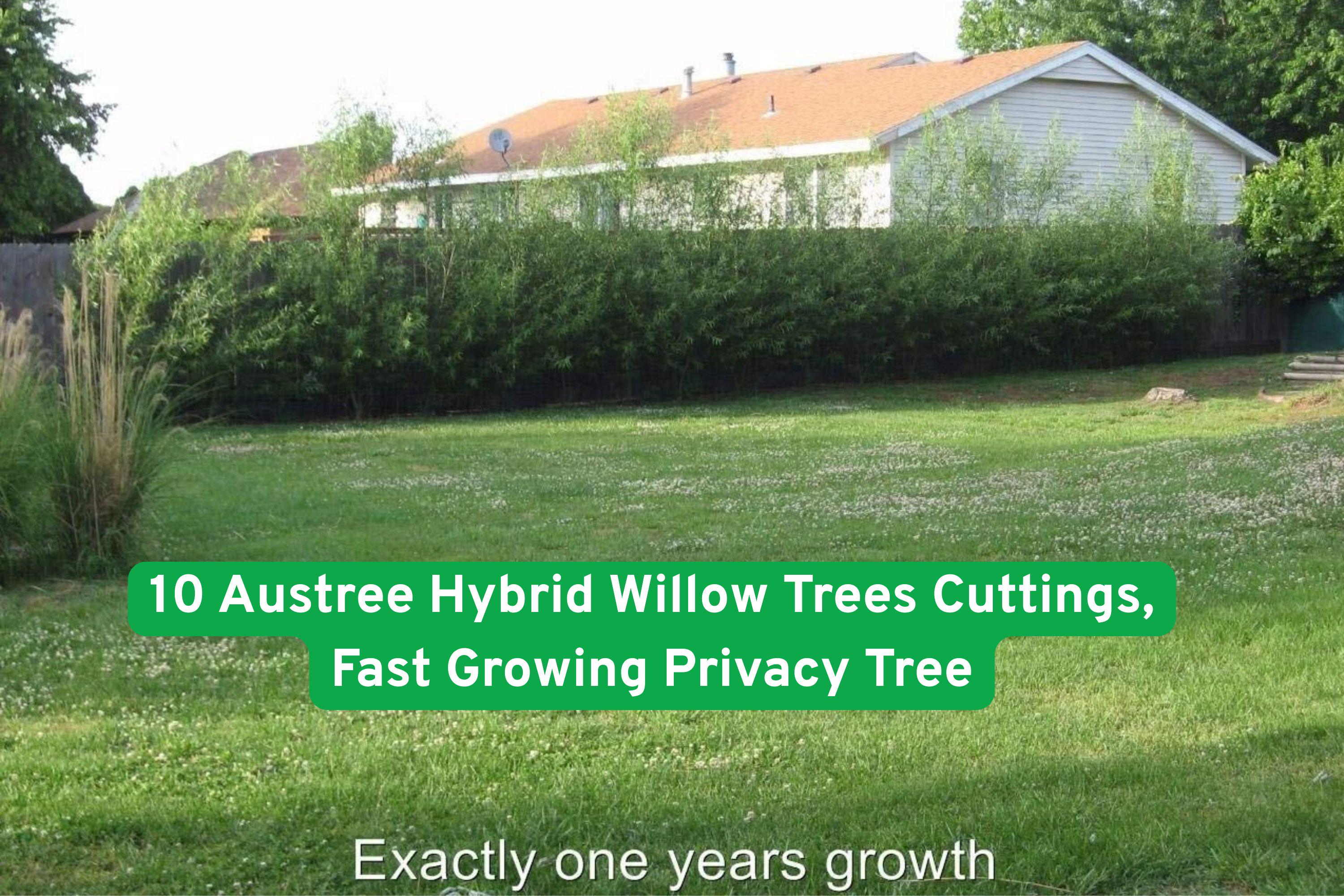 10 Austree Hybrid Willow Trees Cuttings, Fast Growing Privacy Tree - Etsy