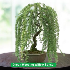 May include: A green weeping willow bonsai tree in a hexagonal pot sits on a dark brown table. The tree has a curved trunk and cascading green foliage. The text "Green Weeping Willow Bonsai" is displayed in a green box at the bottom.
