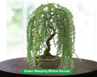 Live Pre Bonsai Weeping Willow Tree Rooted in Nursery Pot. Salix Babylonia.  Silver Willow. - Etsy