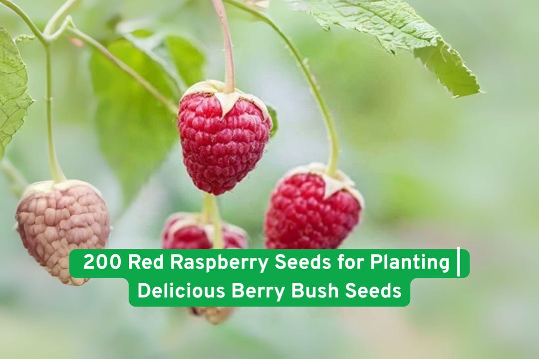 Raspberry Seed Packets 200 Red Raspberry Seeds: Non-gmo Berry Bush, Grow Fresh Raspberries - Etsy