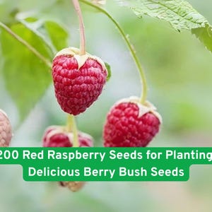 May include: Close-up of red raspberries hanging from a green leafy branch. The image includes text that reads "200 Red Raspberry Seeds for Planting Delicious Berry Bush Seeds."