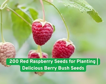 200 Red Raspberry Seeds: Non-GMO Berry Bush, Grow Fresh Raspberries