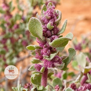 May include: A plant with vibrant magenta flower clusters and sage green, textured leaves. The stem is covered in fine, fuzzy hairs. A circular logo with the text SEEDWAGON is visible in the lower left corner of the frame, partially obscuring foliage.