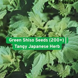 Green Shiso Seeds: Tangy Japanese Herb, Perilla Mint (200+)