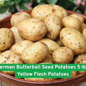 May include: A wooden bowl filled with German Butterball seed potatoes. The potatoes are oval-shaped with light brown skin and yellow flesh. The text on the image reads "German Butterball Seed Potatoes 5 lbs, Yellow Flesh Potatoes."
