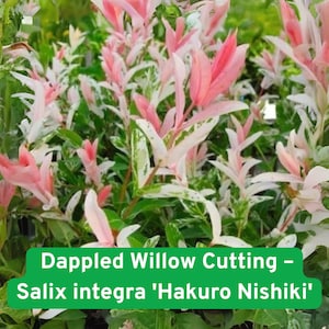 May include: A close-up of a Dappled Willow Cutting, Salix integra 'Hakuro Nishiki', featuring vibrant pink and white variegated leaves. The plant has a lush, full appearance with green foliage in the background. The image is well-lit, showcasing the plant's colors.