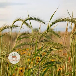 Virginia Wildrye 100 Seeds – Elymus virginicus Native Perennial Prairie Grass Seeds