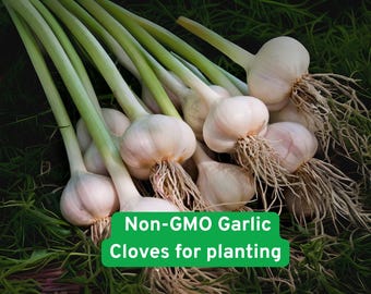 Heirloom Garlic Cloves for Planting: Non-GMO, Easy Grow