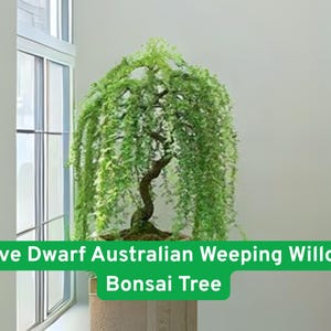 May include: A live Dwarf Australian Weeping Willow Bonsai Tree. The bonsai has a curved, brown trunk and cascading green foliage. The tree is in a light-colored pot, set against a white wall and window.