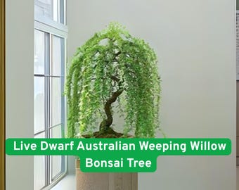 Dwarf Weeping Willow Bonsai Cutting: Fast Growing LiveTree