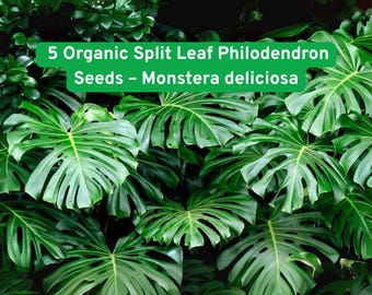 5 Organic Split Leaf Philodendron Seeds – Monstera deliciosa – Swiss Cheese Plant Vine – Tropical Houseplant