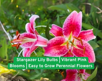 Stargazer Lily Bulbs | Vibrant Pink Blooms | Easy to Grow Perennial Flowers | Outdoor Garden Landscaping