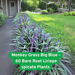 May include: A lush garden scene featuring a walkway lined with Monkey Grass Big Blue plants, showcasing vibrant purple flower spikes and green foliage. The image includes the text "Monkey Grass Big Blue - 60 Bare Root Liriope spicata Plants."