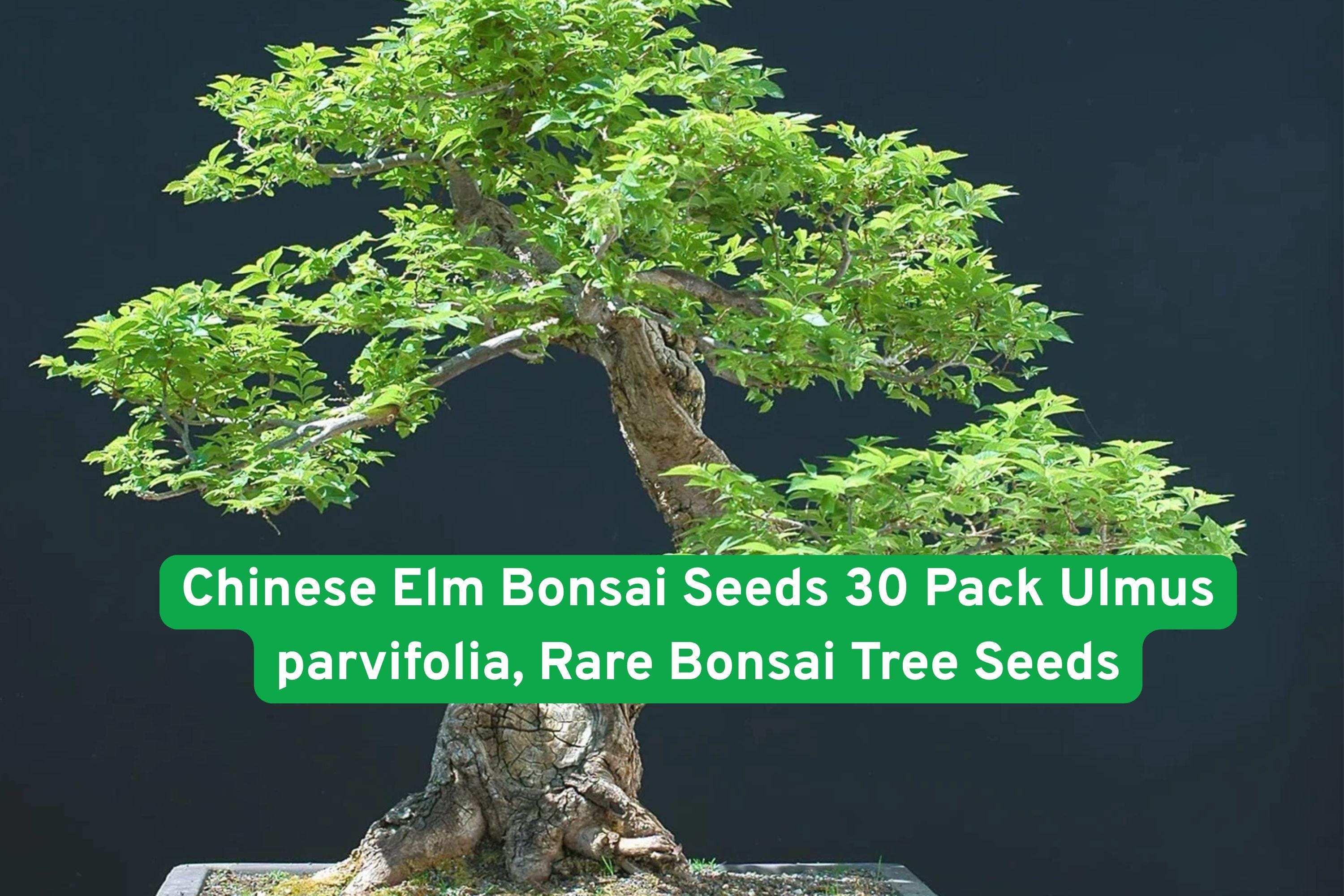 Ulmus Bonsai - Etsy
