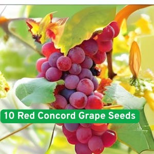 10 Red Concord Grape Seeds – Grow Grape Vines for Wine, Juice, or Fruit – Hardy & Productive – Ships from USA