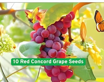 Red Concord Grape Seeds: Wine, Juice, Fruit - Ships from USA