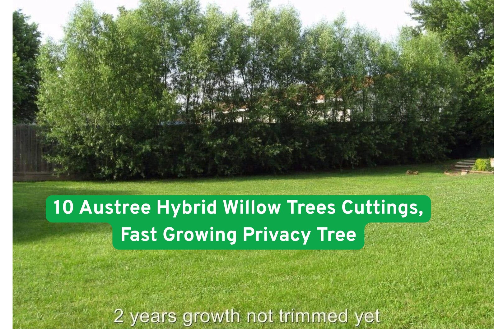 10 Austree Hybrid Willow Trees Cuttings, Fast Growing Privacy Tree - Etsy