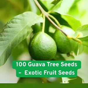 100 Guava Tree Seeds – Grow Tropical Fruit Tree Indoors or Outdoors – Exotic Fruit Seeds – Easy to Grow – Ships from USA