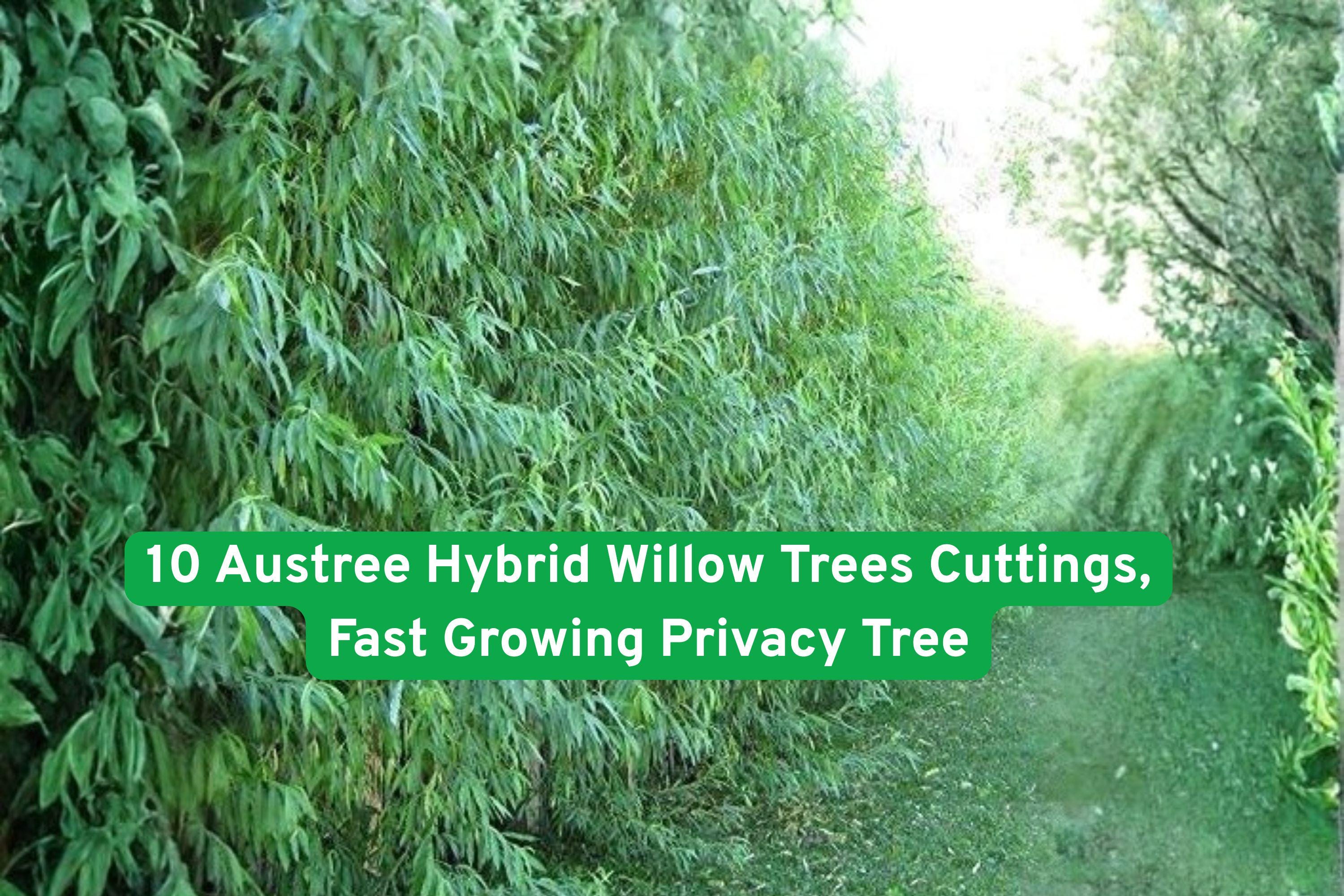 10 Austree Hybrid Willow Trees Cuttings, Fast Growing Privacy Tree - Etsy