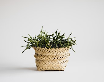 Small Grass Basket, Organic Modern Minimalist Natural Decor, Shelf Styling Accessory, Small Storage Basket for Shelf Decor