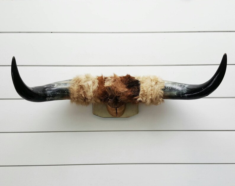 Large Steer Horn Mount With Fur Mounted Bull Horns From Etsy