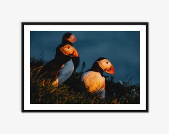Stampa fotografica di pulcinella di mare in Islanda, arte murale sulla fauna selvatica, foto di fauna selvatica