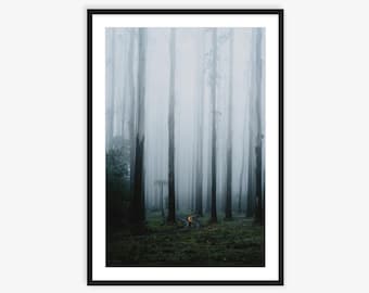 Stampa fotografica di paesaggi australiani, arte murale di paesaggi australiani, foto di foreste, stampa di foreste pluviali, stampa fotografica australiana, paesaggio australiano