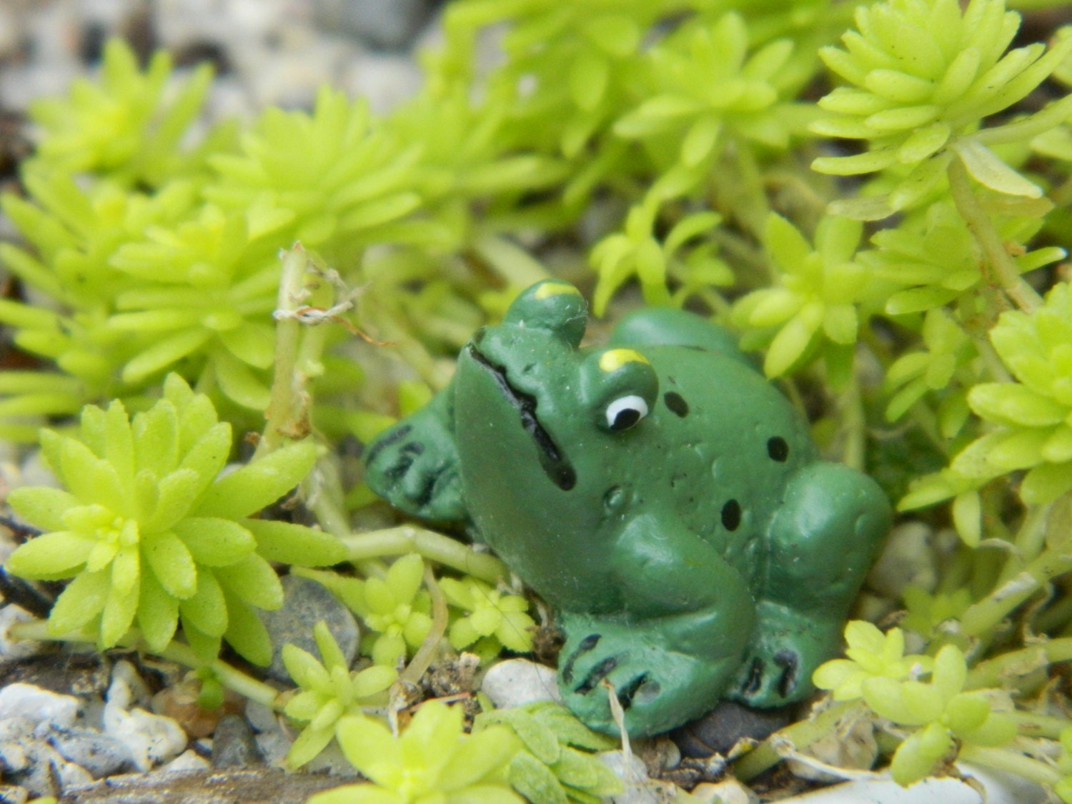 Fairy Garden Miniature Frog Accessory for Terrarium ships Etsy