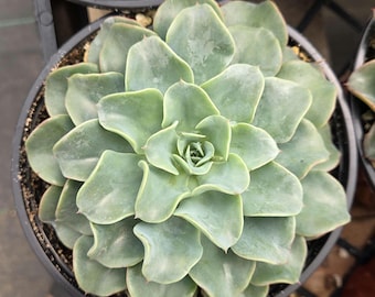 6" Echeveria Galaxy Blue