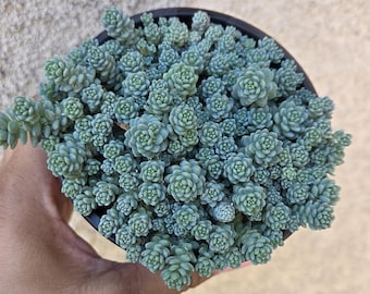 4" Sedum dasyphyllum major - ''Himalayan Skies''