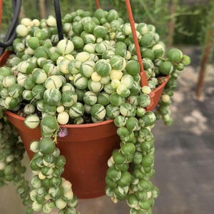 May include: A hanging pot filled with a String of Pearls plant. The plant features round, green and white variegated leaves that cascade down from the pot. The pot is brown and suspended by a red hanger.