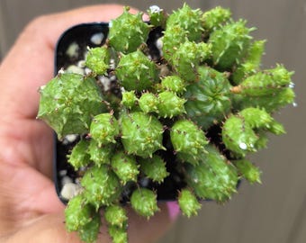 2" Euphorbia monstrose