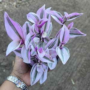 4&quot; Tradescantia &quot; Pink Nanouk &quot; Variegated